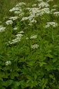 Ground elder, herb gerard, bishop`s weed, goutweed, gout wort Royalty Free Stock Photo