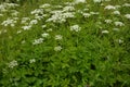 Ground elder, herb gerard, bishop`s weed, goutweed, gout wort Royalty Free Stock Photo