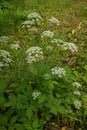 Ground elder, herb gerard, bishop`s weed, goutweed, gout wort Royalty Free Stock Photo