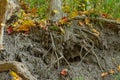 ground erosion exposing roots of a mature tree