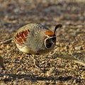 Ground feeding male Gambel`s Quail Royalty Free Stock Photo