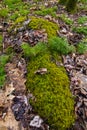 Ground Ferns and Moss on the Forest Floor Royalty Free Stock Photo