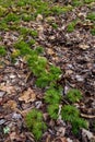 Ground Ferns and Moss on the Forest Floor Royalty Free Stock Photo