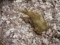 The root of a tree covered with moss in the shape of a bear