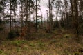 Ground of the forest and high trees