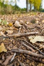 ground in the forest with leaves and twigs Royalty Free Stock Photo