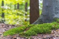 The ground of this forest near Nunspeet, the Netherlands, is largely covered with beautiful moss Royalty Free Stock Photo