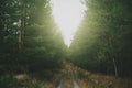 Ground forest road between high green pines trees Royalty Free Stock Photo