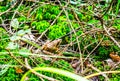 A ground frog in a forest color Royalty Free Stock Photo