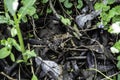 A ground frog in a forest Royalty Free Stock Photo