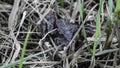 A ground frog in a grass Royalty Free Stock Photo