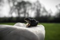 A ground frog sits on a palm Royalty Free Stock Photo