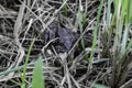 The ground frog sits on a spring grass Royalty Free Stock Photo