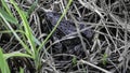 The ground frog sits on a spring grass Royalty Free Stock Photo