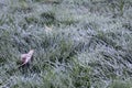 Ground frost in the autumn Royalty Free Stock Photo