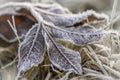 Ground frost in autumn / winter. Leave with ice crystals. Green grass and gray fallen autumn leaves, covered with frost. Close up. Royalty Free Stock Photo