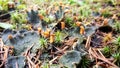 Ground Fungi