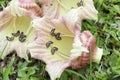 Ground Gourd Tree, Mexican Calabash (Crescentia alata L.). Royalty Free Stock Photo