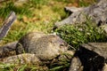 Ground Hog enjoying the daylight