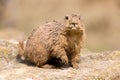 Ground hog marmot animal close up portrait oudoors Royalty Free Stock Photo
