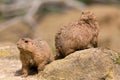 Ground hog marmot animals close up portrait oudoors Royalty Free Stock Photo