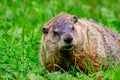 Ground hog marmot day close up portrait while coming to you Royalty Free Stock Photo