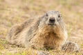 Ground hog marmot day portrait Royalty Free Stock Photo