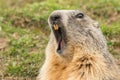 Ground hog marmot day portrait Royalty Free Stock Photo