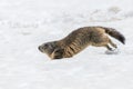 Ground hog marmot day portrait running on snow Royalty Free Stock Photo