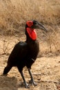 Ground Hornbill