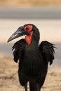 Ground Hornbill