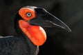 Ground hornbill Royalty Free Stock Photo