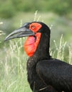 Ground Hornbill