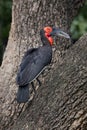 Ground hornbill bird