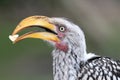 Ground Hornbill Bird with Food Royalty Free Stock Photo