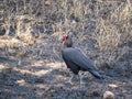 Ground Hornbill bird in the Kruger National Park Royalty Free Stock Photo