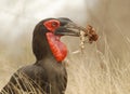 Ground Hornbill eating Royalty Free Stock Photo