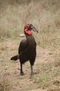Ground hornbill walking Royalty Free Stock Photo