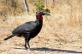 Ground hornbill walking along road Royalty Free Stock Photo