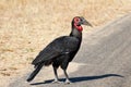 Ground hornbill walking along road Royalty Free Stock Photo
