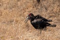 Ground hornbills Royalty Free Stock Photo