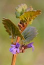 Ground-ivy (glechoma hederacea)