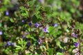 Ground-ivy, glechoma hederacea flowers closeup selective focus Royalty Free Stock Photo