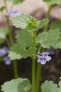 Ground ivy Glechoma hederacea Royalty Free Stock Photo