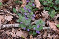 Ground Ivy - Glechoma hederacea, Lopham Fen, Suffolk, England, UK Royalty Free Stock Photo