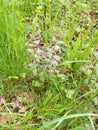 Ground Ivy - Glechoma hederacea, Norfolk, England, UK Royalty Free Stock Photo