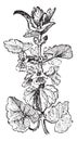 Ground Ivy or Glechoma hederacea, vintage engraving