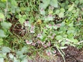 Ground-ivy - Glechoma hederacea, Wild Flower Royalty Free Stock Photo