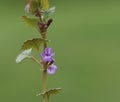 Ground ivy (Glechoma hederacea) Royalty Free Stock Photo