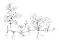 Ground-ivy plant Glechoma hederacea botanical drawing